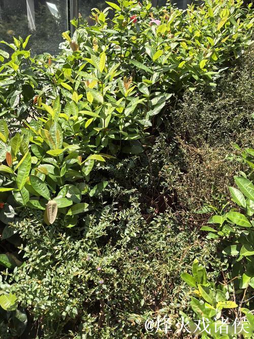 广州蒲公英赛季总结:拒绝德不配位 坚持从无到有 广州蒲公英赛季总结:拒绝德不配位 坚持从无到有