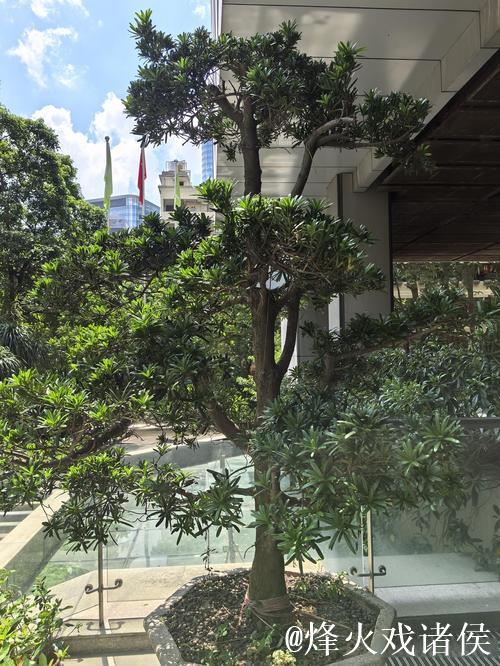 广州蒲公英赛季总结:拒绝德不配位 坚持从无到有 广州蒲公英赛季总结:拒绝德不配位 坚持从无到有